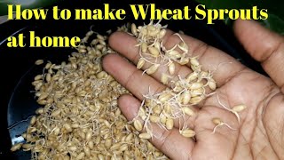 Whole Wheat Sprouts| How to make Whole Wheat Sprouts at home