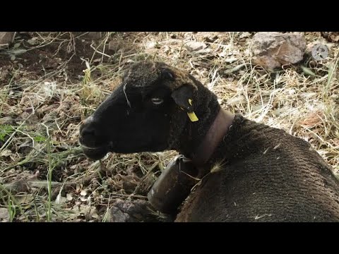 Fotograma del vídeo: Éstas son las peculiaridades del ovino ecológico