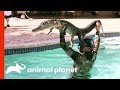 6ft Gator Battles Paul In Family Pool Gator Boys
