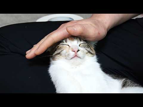 길냥이 출신 맞습니다.