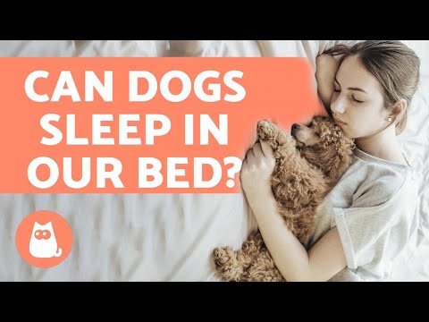 YouTube video about: Why does my dog go to bed before me?
