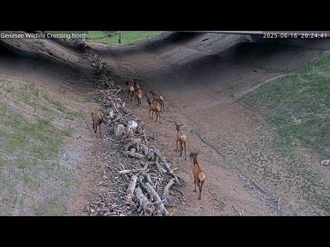 Colorado wildlife underpass drops collisions more than 85%
