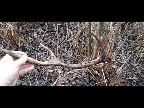 13.01.2023 r. 2 szt./2023 r. Małolat, 6-stak z 2022 r.