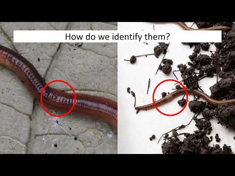 Asian Jumping Worm 2025 Update