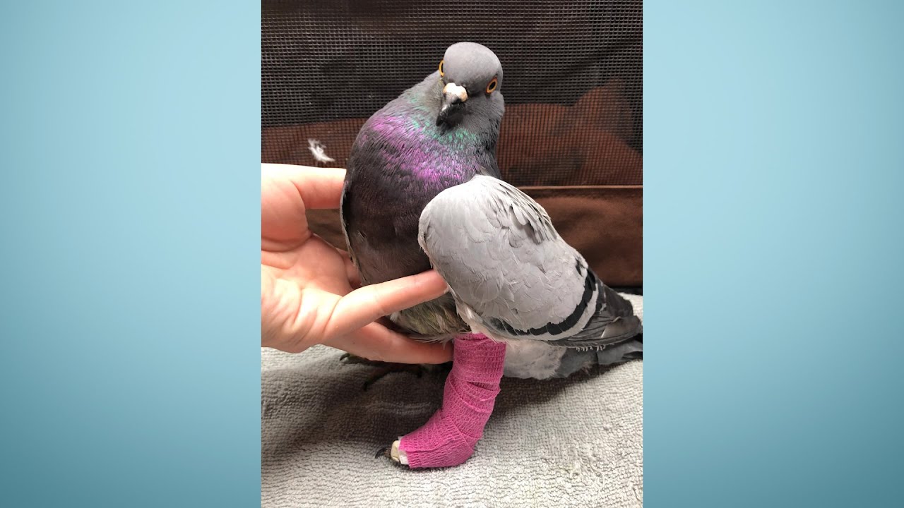 ‘They are really clean creatures,’ Homeless or injured birds fly anew at Great Lakes Pigeon Rescue