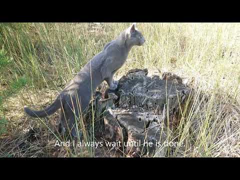 Walking with a Russian blue cat - no leash