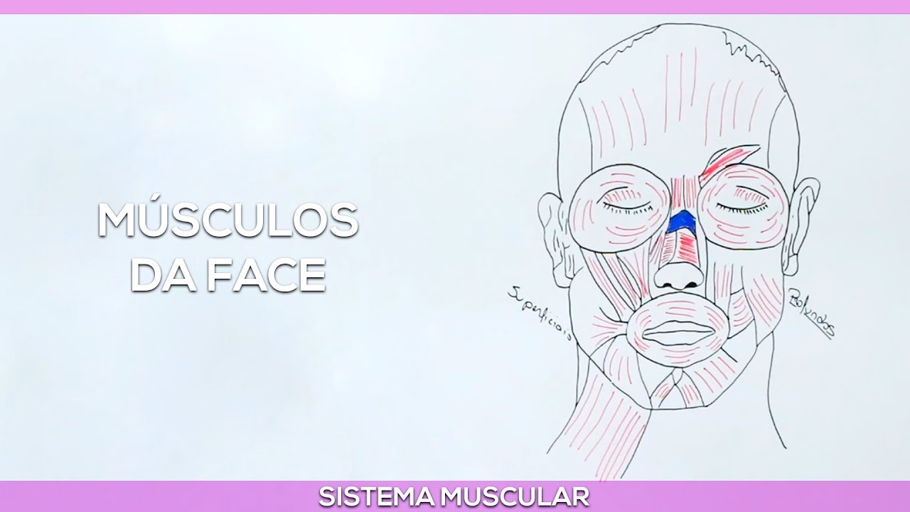Músculos da face