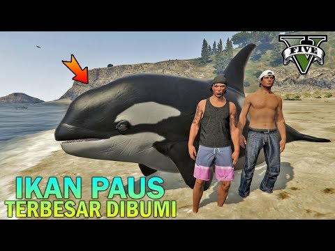 PREMAN TERKUAT MANCING IKAN PAUS TERBESAR - GTA 5 YOUTUBER KOCAK PARODY