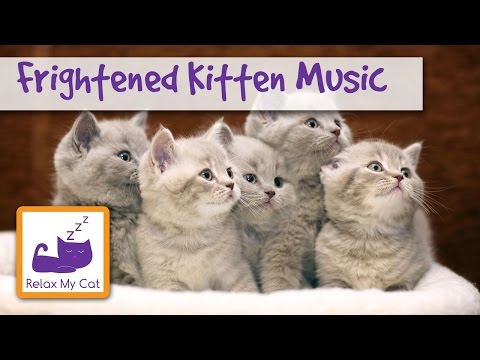 Relaxing Cat Music to Calm Down Frightened Kittens - YouTube