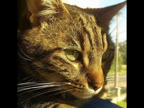 539 - KaUpRoD [Keta Mimine]