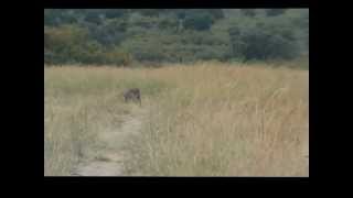 STARVING LION PACK KILLS WARTHOG AND FEASTS ON CARCASS.