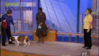 Bark Busters Home Dog Training on Good Day Houston
