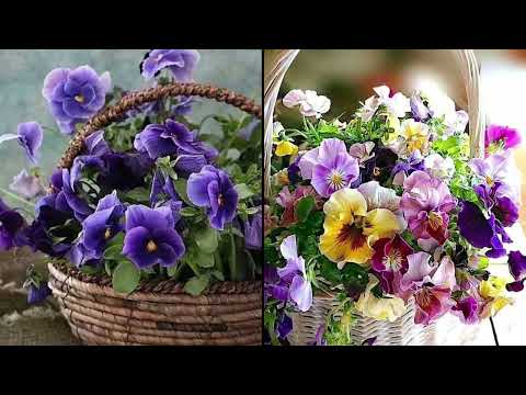 Pansies ; adorable 💐🌼💜- Ah Paris ! / Max Aruj