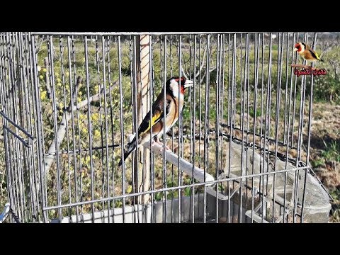 Goldfinch, - the language of the wonderful cobia