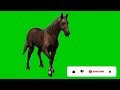 Green Screen Horse Green Screen Running Horse Horse Green Screen Creative Green Animation