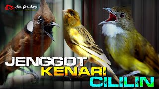 Download lagu MASTERAN CUCAK JENGGOT _ KENARI _ CILILIN mp3
