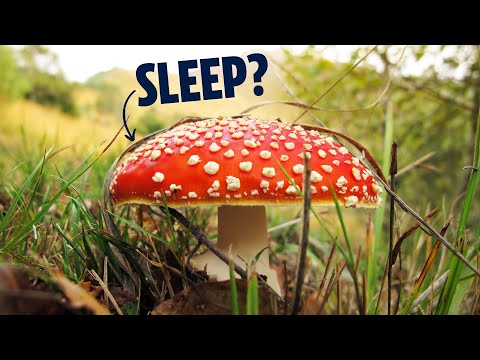 Good For You or Poisonous? The Weirdly Controversial "Fly Agaric" Might Be A Powerful Therapeutic