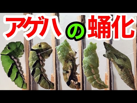 地中に生息するコガネムシバエの幼虫と蛹