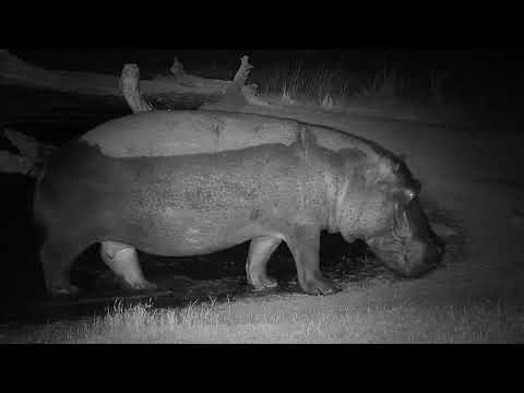 Djuma: Hippo with injured leg leaving the pan - 04:37 - 07/20/19