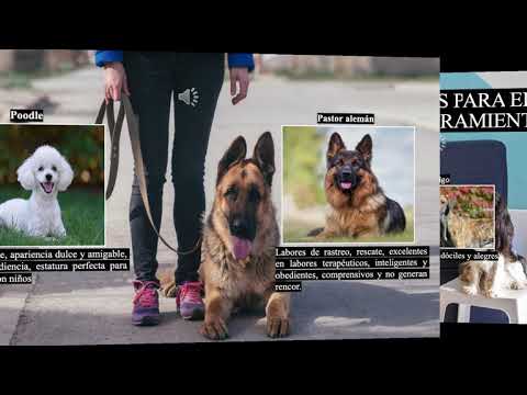 Comportamiento y bienestar de perros en asistencia en ambiente terapéutico