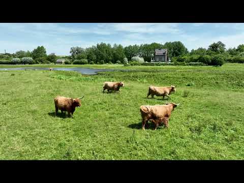 Naissance veau Highland Cattle le 23 juin 2023