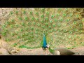 Male Peacocks Head Off to Love Arena to Attract a Mate