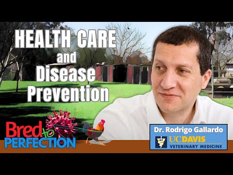 Ep185 – Avian Leukosis in Chickens and Gamefowl — What Every Breeder Should Know