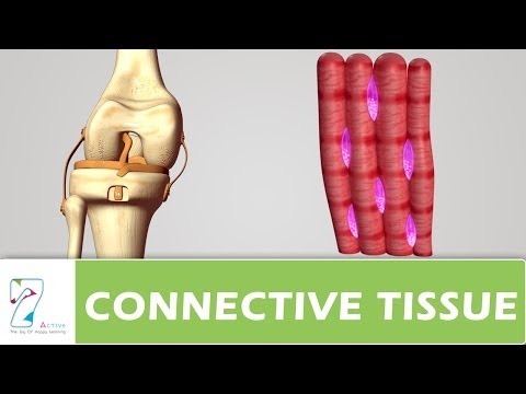 CONNECTIVE TISSUE _ PART 02