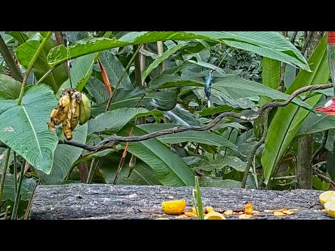 Stunning Female Green Hermit Visits The Panama Fruit Feeder – July 18, 2021