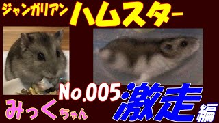 ハムスター 激走