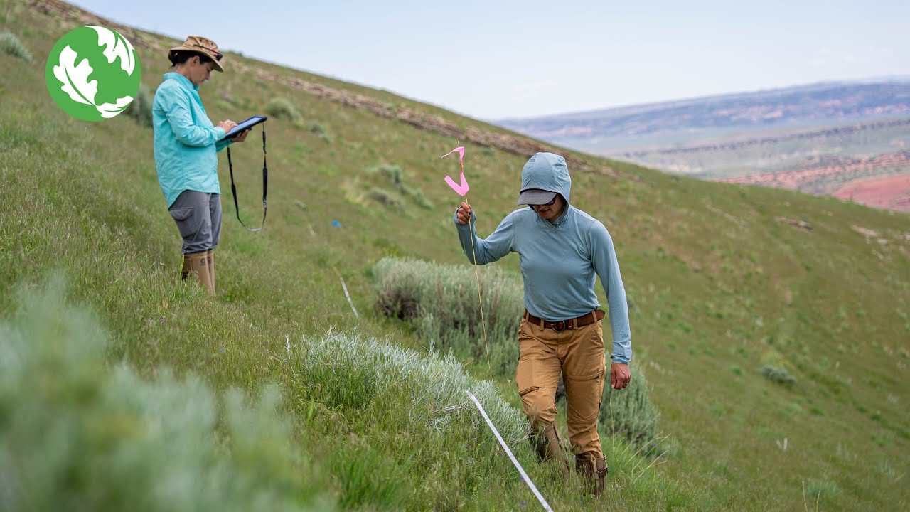 Holding the Line on Cheatgrass in the Greater Yellowstone