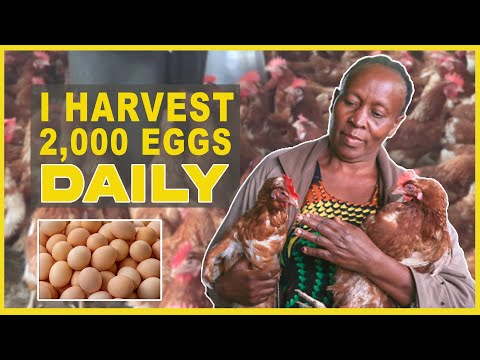 , title : 'Meet Kenyan Poultry Farmer With Over 8,000 chicken || Poultry Farming'