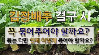 김장배추 결구시 꼭 묶어주어야 할까요? 묶는다면 언제 어떻게 묶어야 할까요? #주말농장 #배추 묶어주기.
