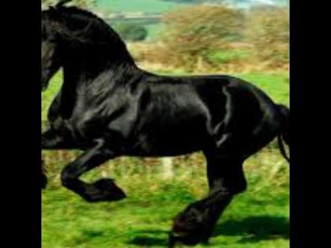 La belleza negra grupo laberinto