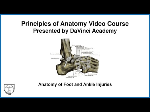 Anatomy of Foot and Ankle Injuries [Lower Limb Anatomy 13  of 13]