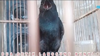 Download lagu Pancingan Srigunting Bahan Malas Bunyi Dua Detik Langsung Nyaut mp3 Download lagu Pancingan Srigunting Bahan Malas Bunyi Dua Detik Langsung Nyaut mp3