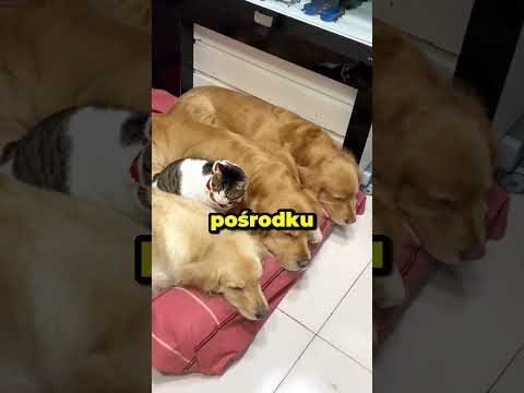 Kotka Adoptowała Szczeniaki?! 😱🐶