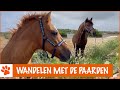 Grote wandeling met alle paarden | DierenpraatTV