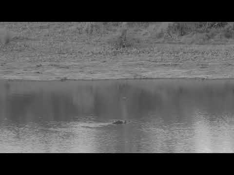 Djuma: Hippo getting active with yawn and barrell rolls - 17:47 - 10/21/2023