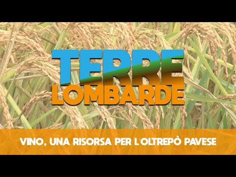 Terre Lombarde - Vino, una risorsa per l’Oltrepò Pavese