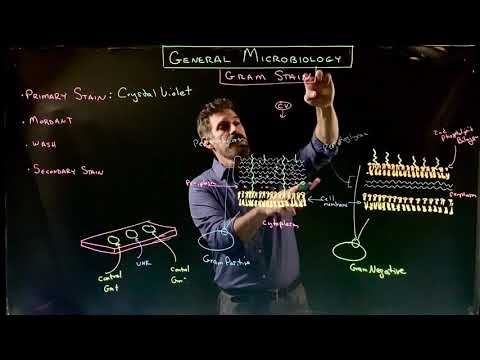 How the Gram Stain Works