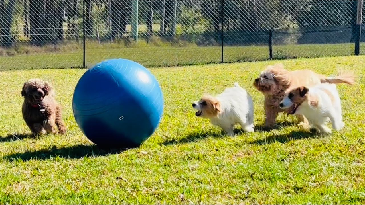 Swiss Ball 🔵 with the lil munchkins!! 🐕❤️u