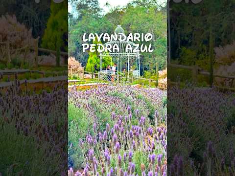 Você já experimentou o sorvete de lavanda? #descubraoes #espiritosanto #vitoriaes #turismocapixaba