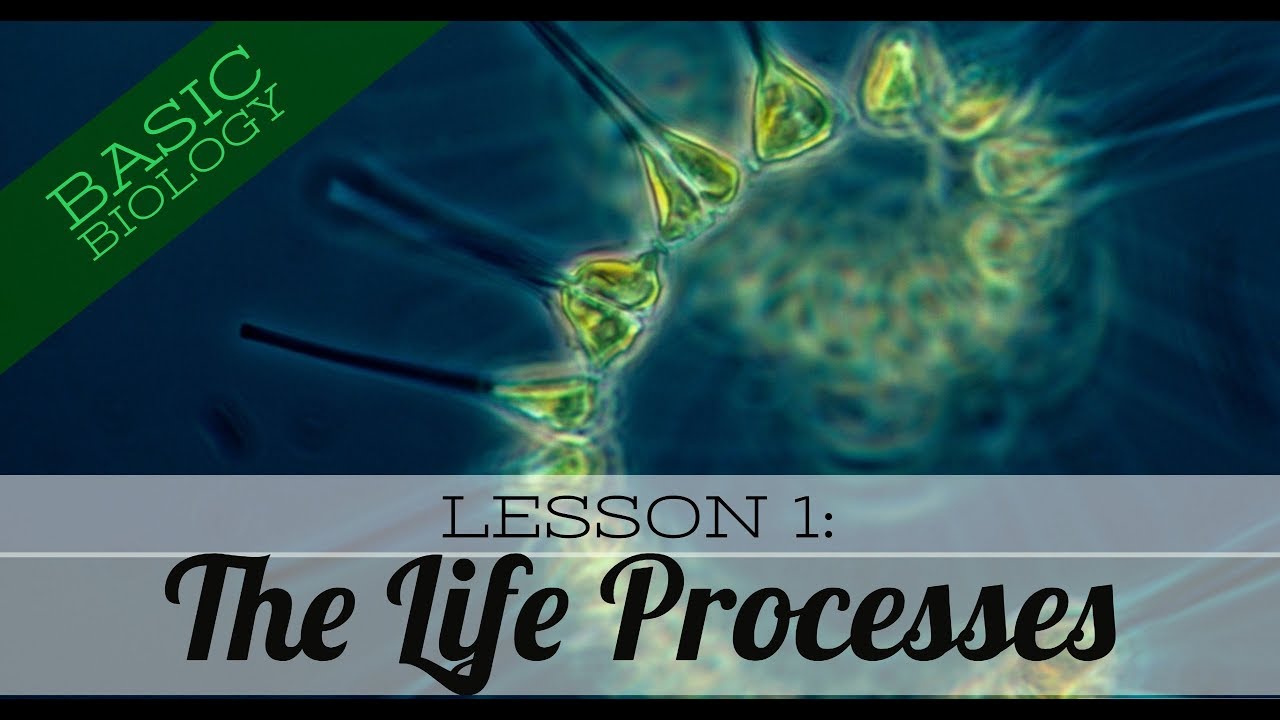 Basic Biology. Lesson 1: The Life Processes (GCSE Science)