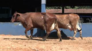 Vídeo 76 - 1ª ETAPA MEGA LIQUIDAÇÃO TOTAL AGROPECUÁRIA MARAJOARA - DIA 4 | GADO GIROLANDO E HOLANDÊS