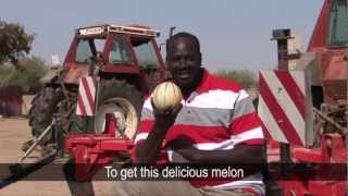 preview picture of video 'Growing Perfect Melons in Senegal'