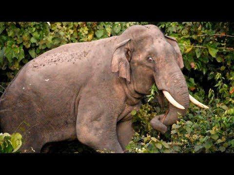 Most Dangerous Zone Wild Animals Of Buxa Tiger Reserve #elephant #wildlife #dooars #samrattourworld