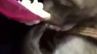 Download lagu Minang kocak monyet mp3 Download lagu Minang kocak monyet mp3