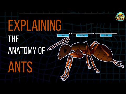 Does An Ant Have Bones