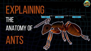 Ant's Anatomy and physiology - Documentary